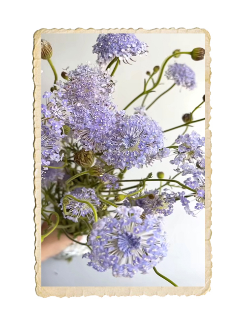 Spetsblomma Lace Blue - 3