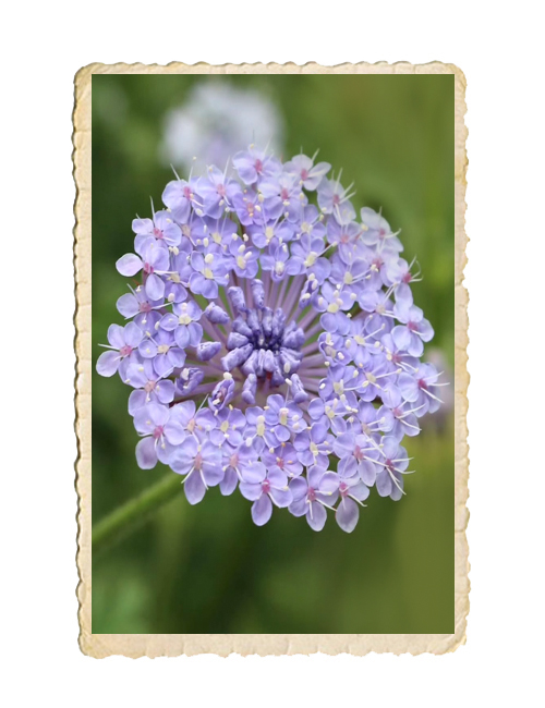 Spetsblomma Lace Blue - 2