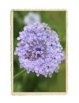 Spetsblomma Lace Blue