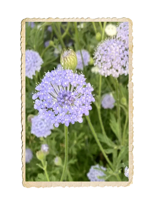 Spetsblomma Lace Blue