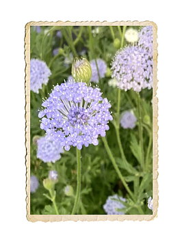 Spetsblomma Lace Blue