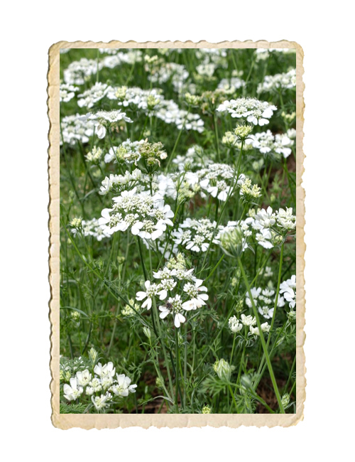 Blomsterkörvel White Lace - 2