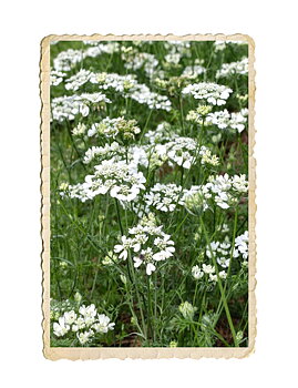 Blomsterkörvel White Lace
