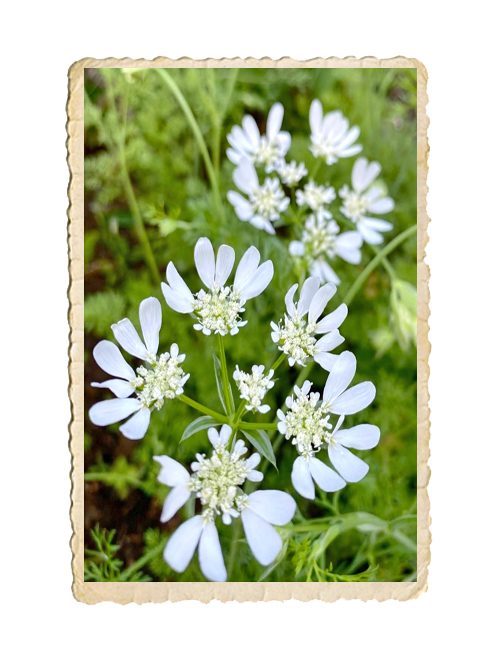 Blomsterkörvel White Lace