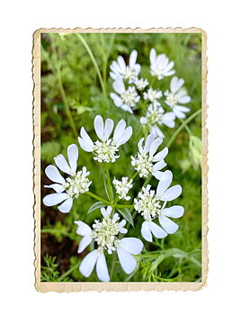 Blomsterkörvel White Lace