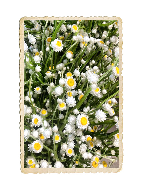 Sandeternell Grandiflorum - 2