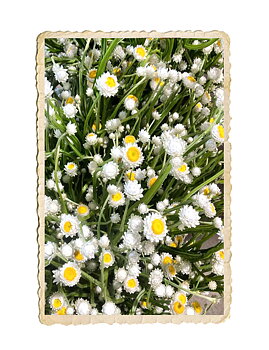 Sandeternell Grandiflorum