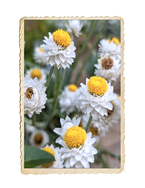 Sandeternell Grandiflorum