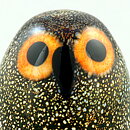 Oiva Toikka (2006) Lovely Little Barn Owl (Riihipöllön Poikanen) Glass Bird (53)