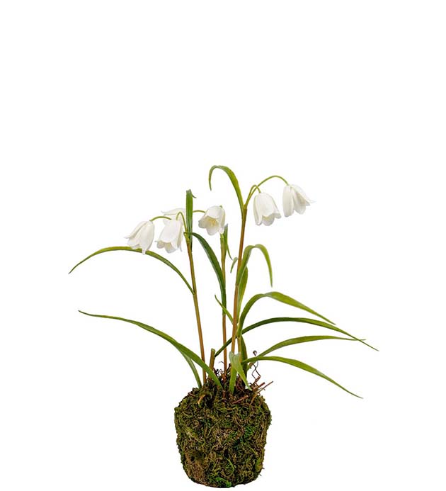 Frittilaria 30 cm