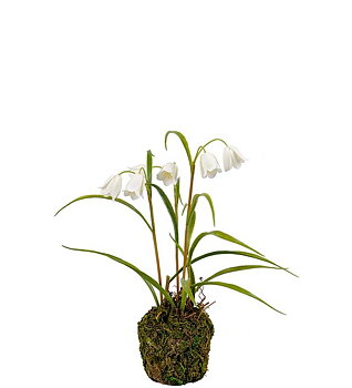 Frittilaria 30 cm