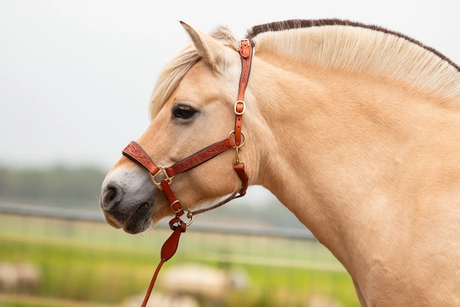 Edix© Kaily Rose leather halter, cognac