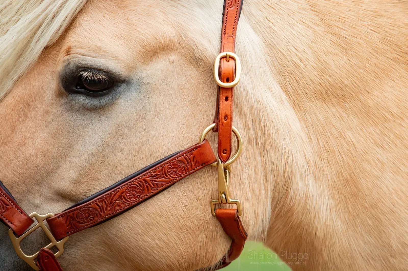 Edix© Kaily Rose leather halter, cognac - 2