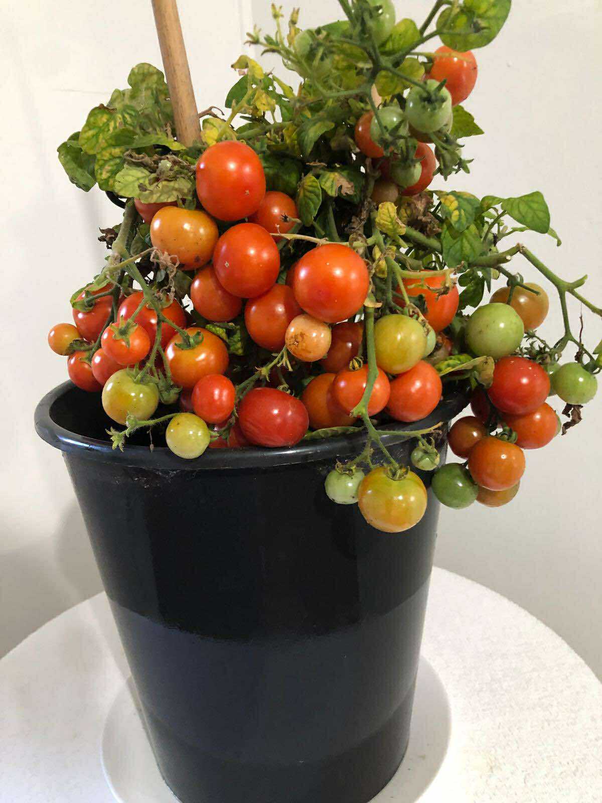 Tomatmannens Tomat Andrina, 5 frö Nyhet 2026! 