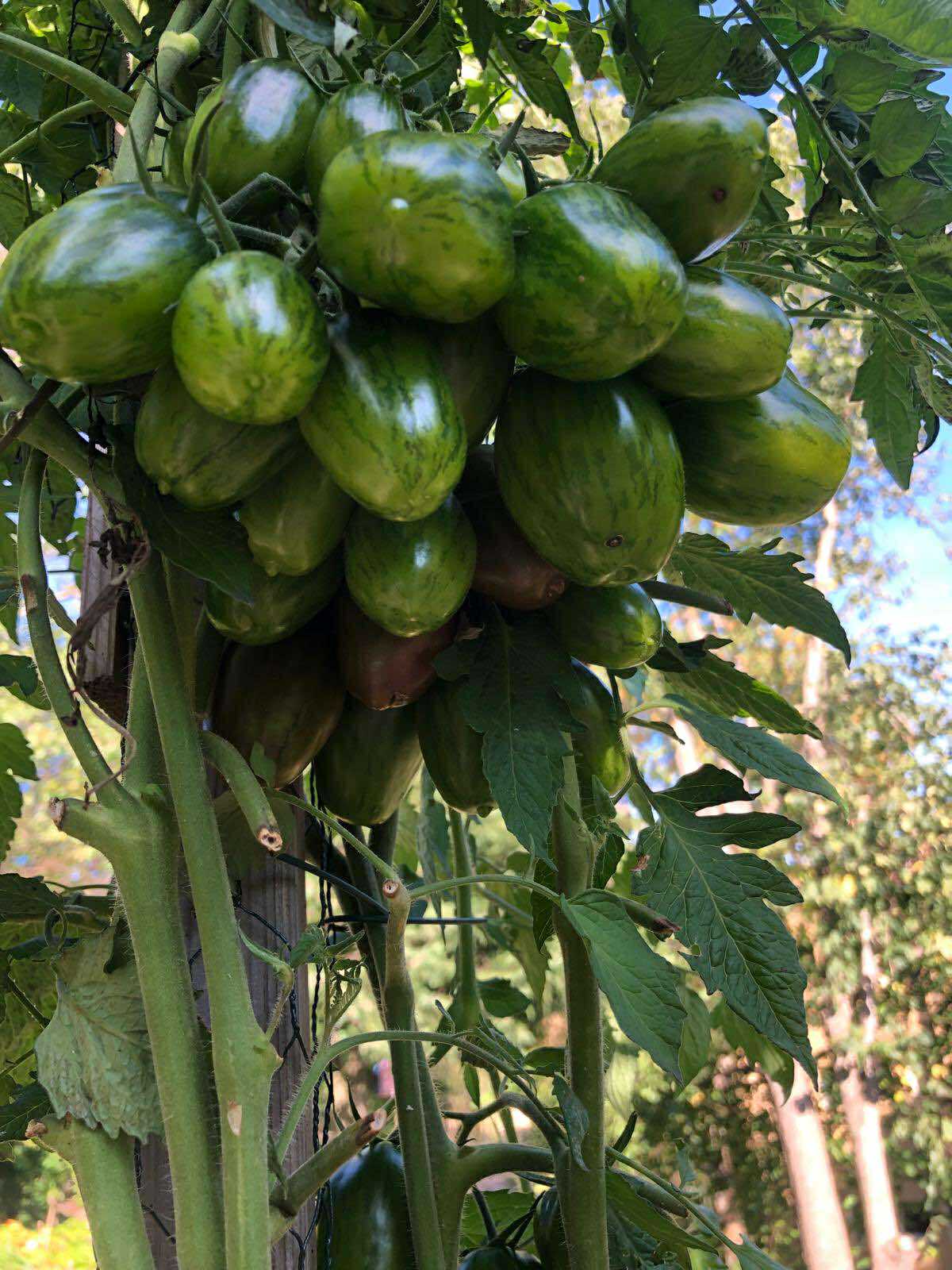 Tomatmannens Tomat Purple Fairy, 5 frö Nyhet 2026! - 2