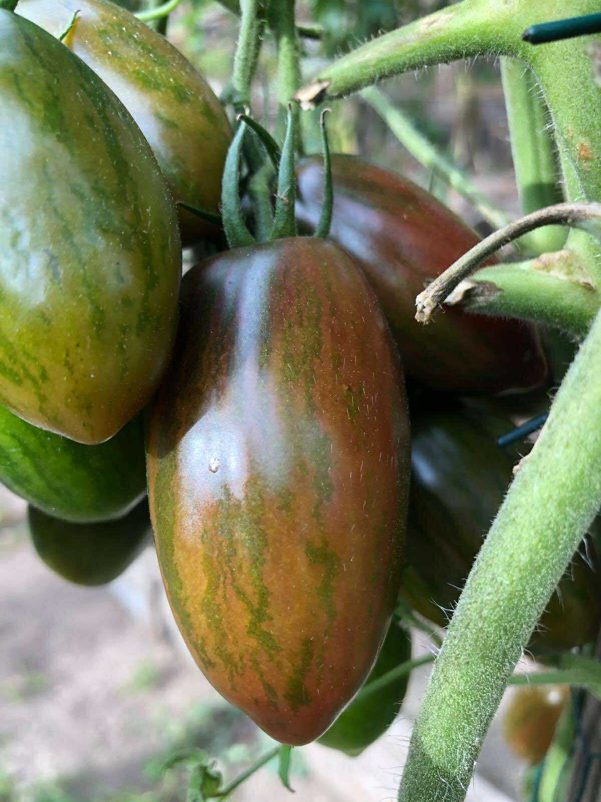 Tomatmannens Tomat Purple Fairy, 5 frö Nyhet 2026!