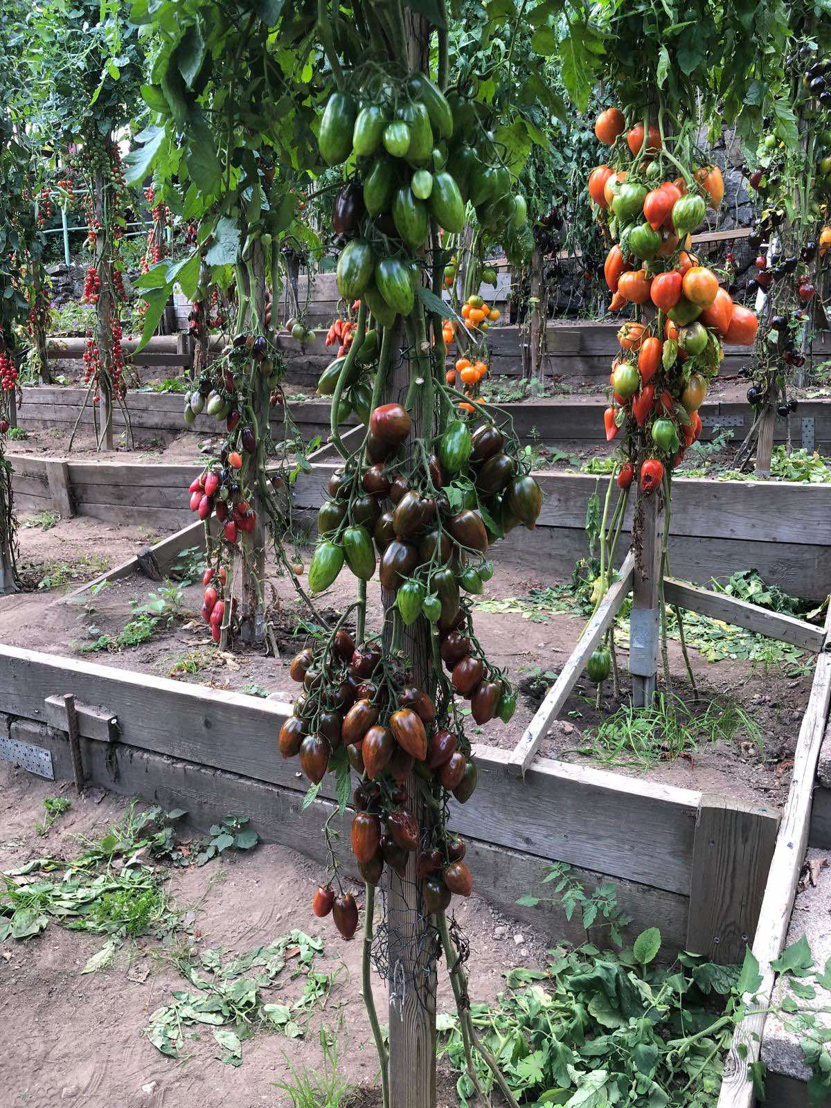 Tomatmannens Tomat Purple Fairy, 5 frö Nyhet 2026! - 3