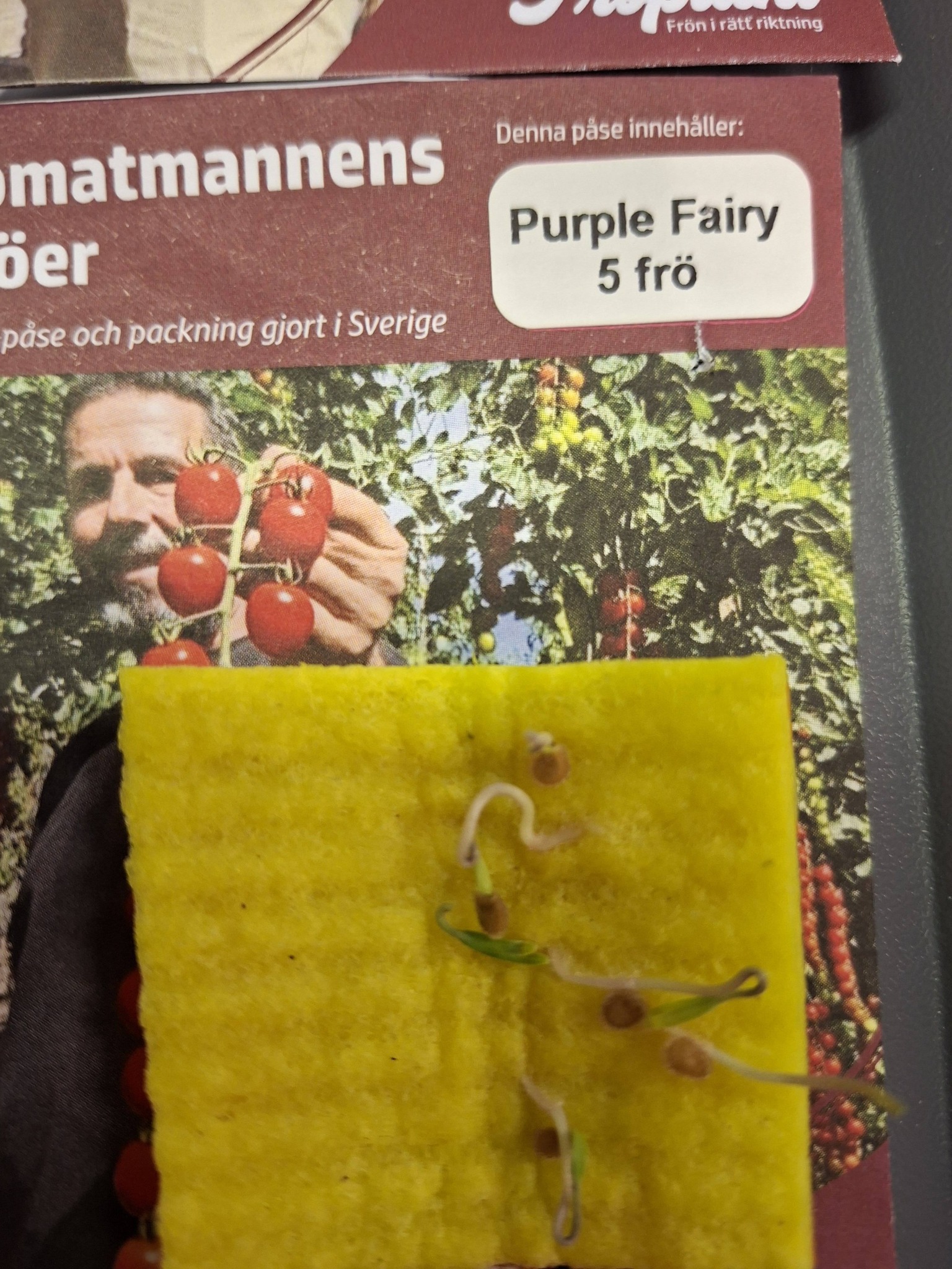 Tomatmannens Tomat Purple Fairy, 5 frö Nyhet 2026! - 4