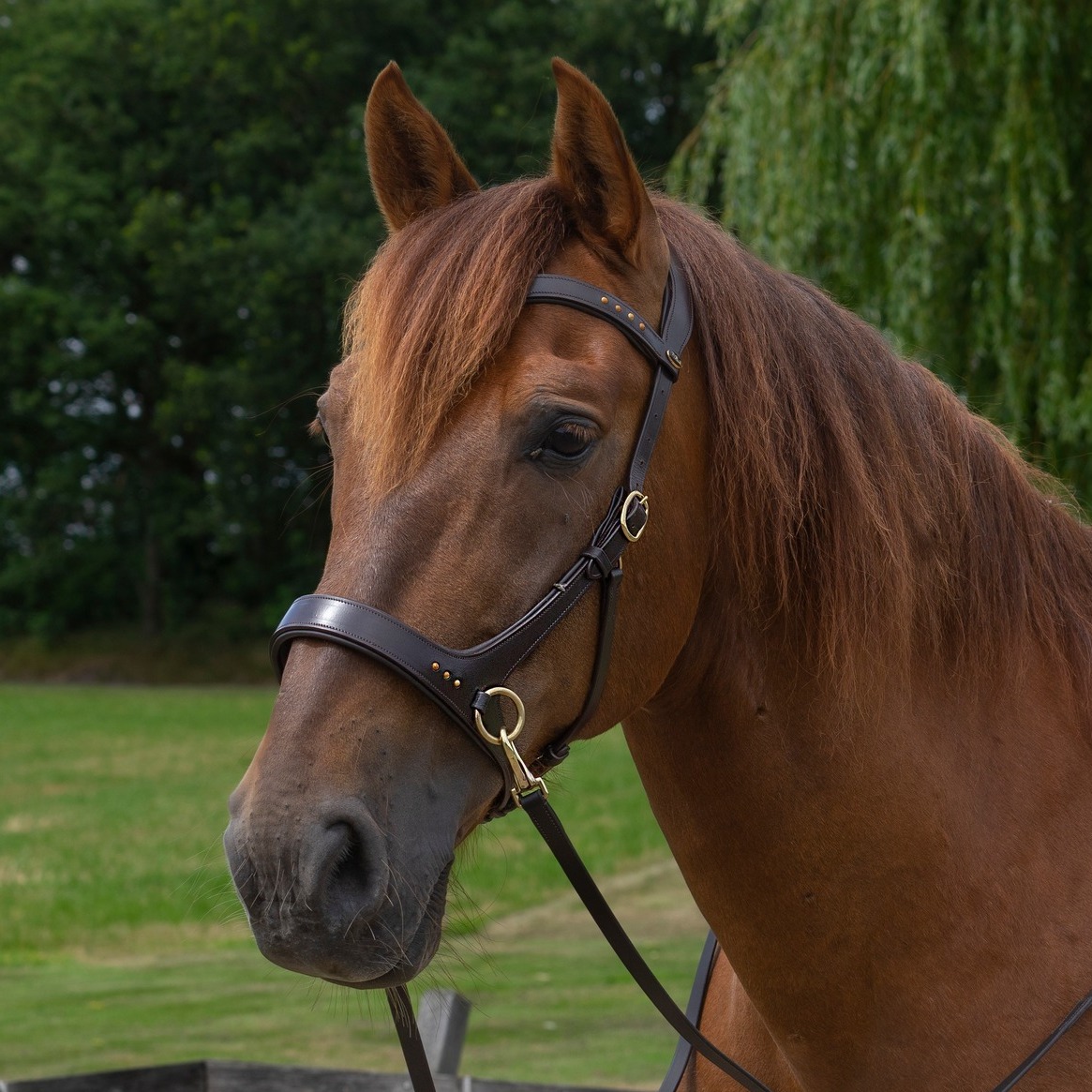 Sidepull, anatomical F.R.A® 'Glory' (incl reins) - 8