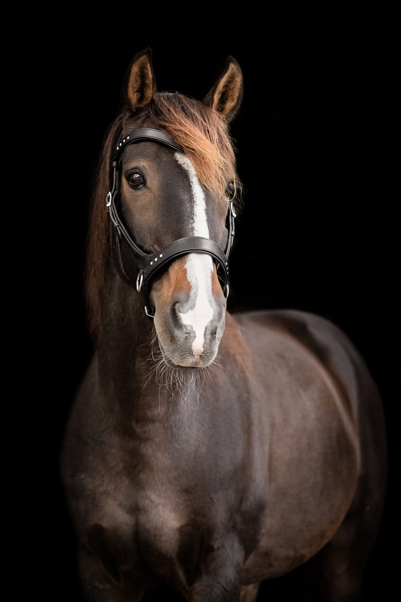 Sidepull, anatomical F.R.A® 'Glory' (incl reins) - 3
