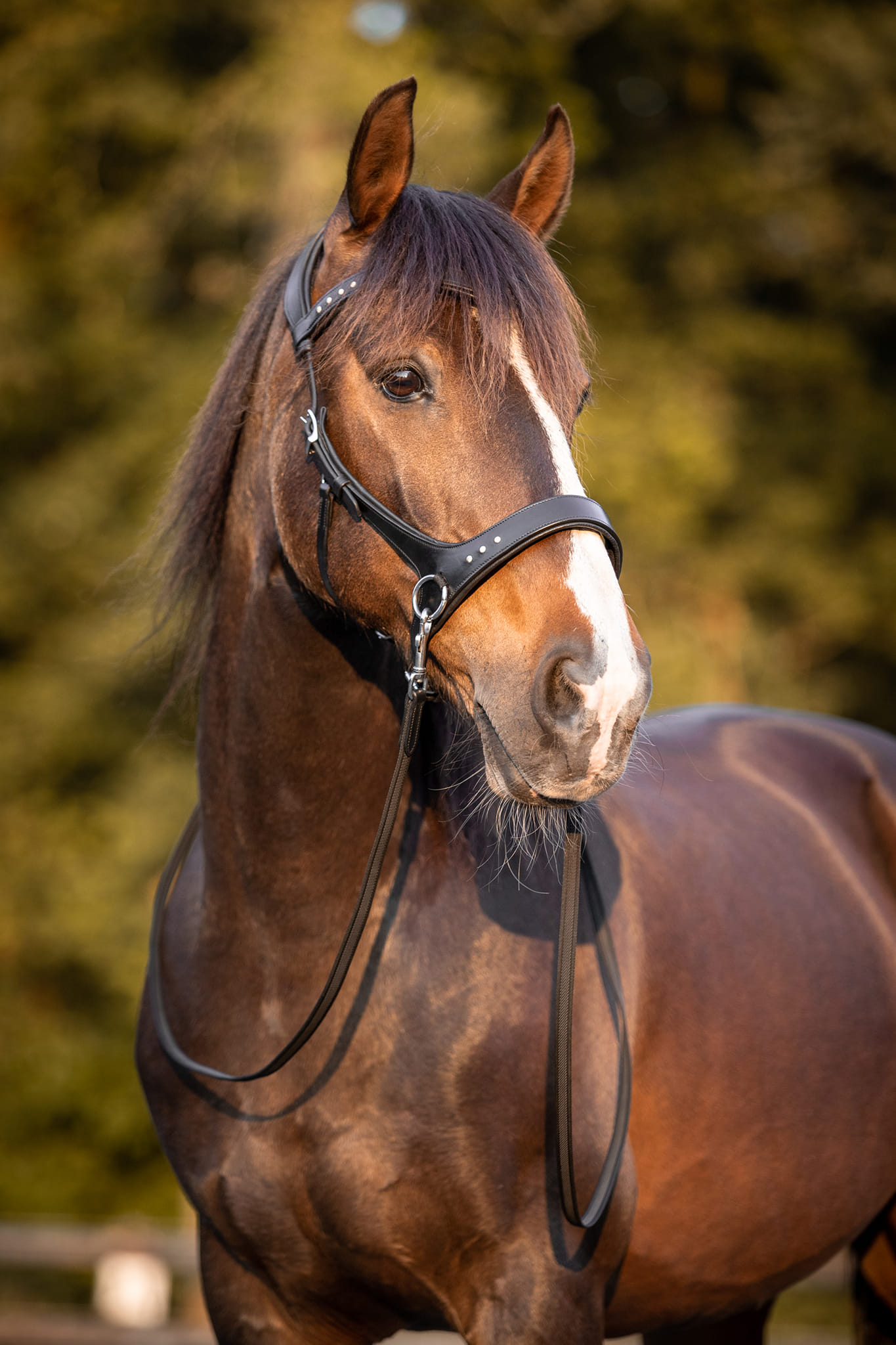 Sidepull, anatomical F.R.A® 'Glory' (incl reins) - 9