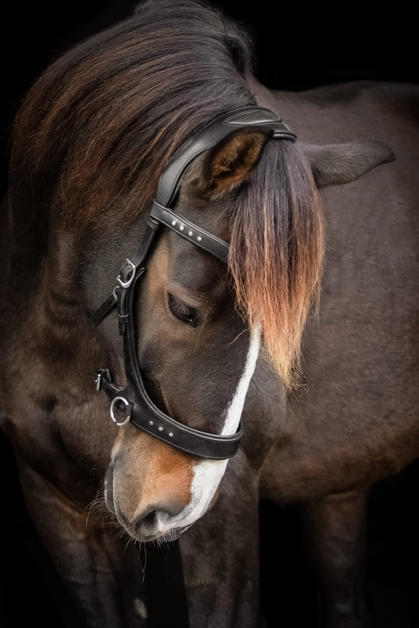 Sidepull, anatomical F.R.A® 'Glory' (incl reins) - 4