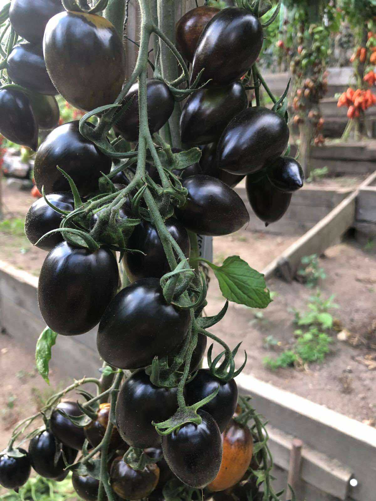 Tomatmannens Tomat Cosmic Purple, 5 frö Nyhet 2026!