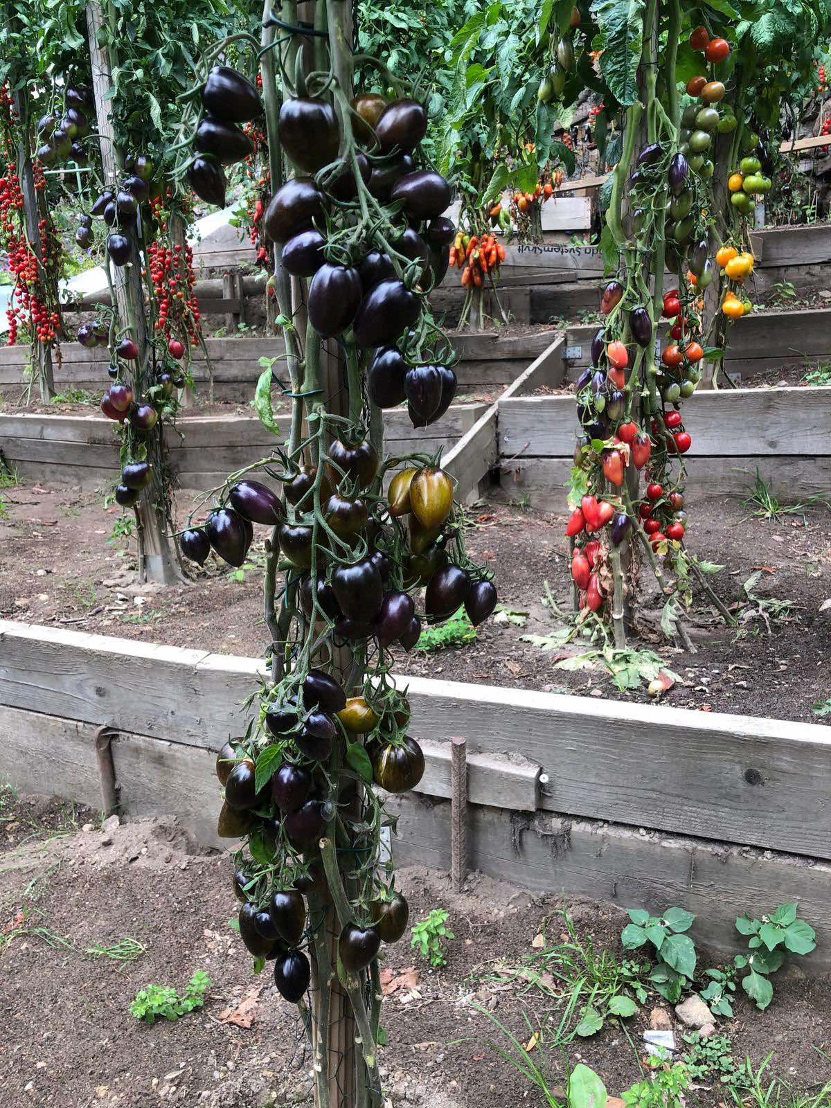 Tomatmannens Tomat Cosmic Purple, 5 frö Nyhet 2026! - 4