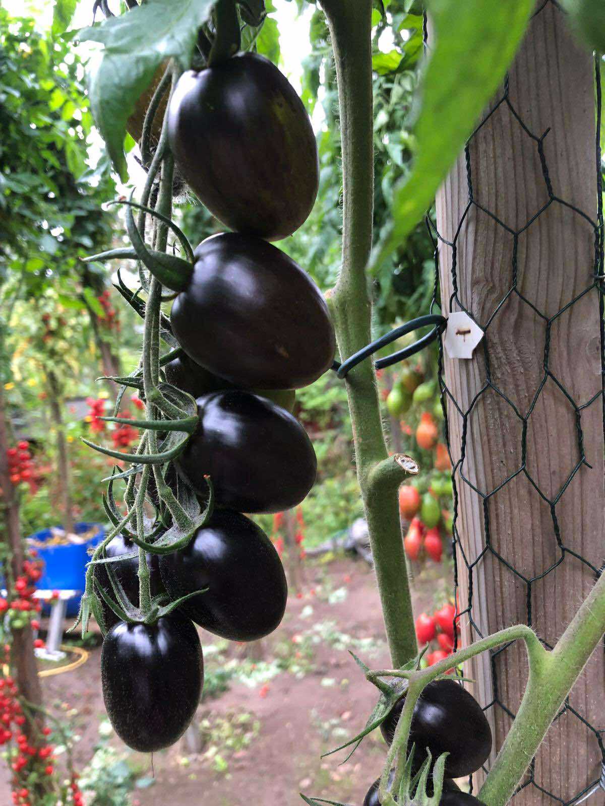 Tomatmannens Tomat Cosmic Purple, 5 frö Nyhet 2026! - 3