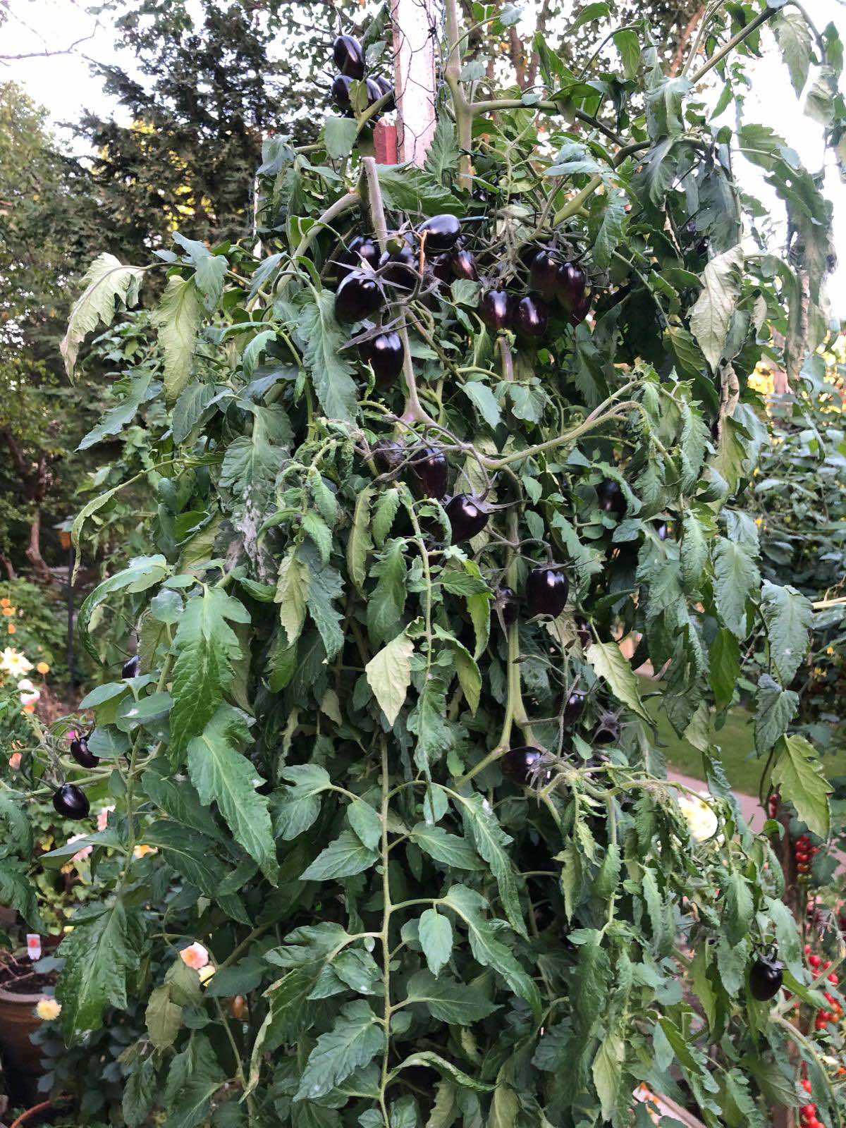 Tomatmannens Tomat Cosmic Purple, 5 frö Nyhet 2026! - 2