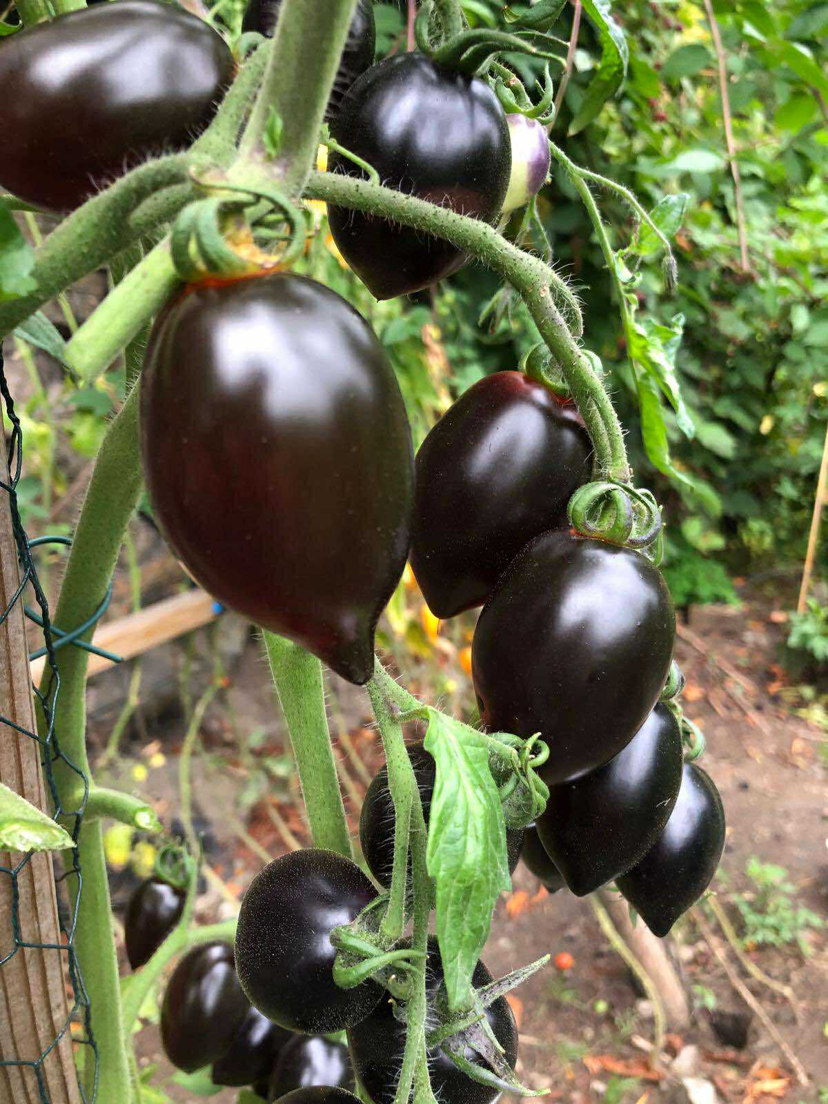 Tomatmannens Tomat Midnight Roma, 5 frö Nyhet 2026! - 4