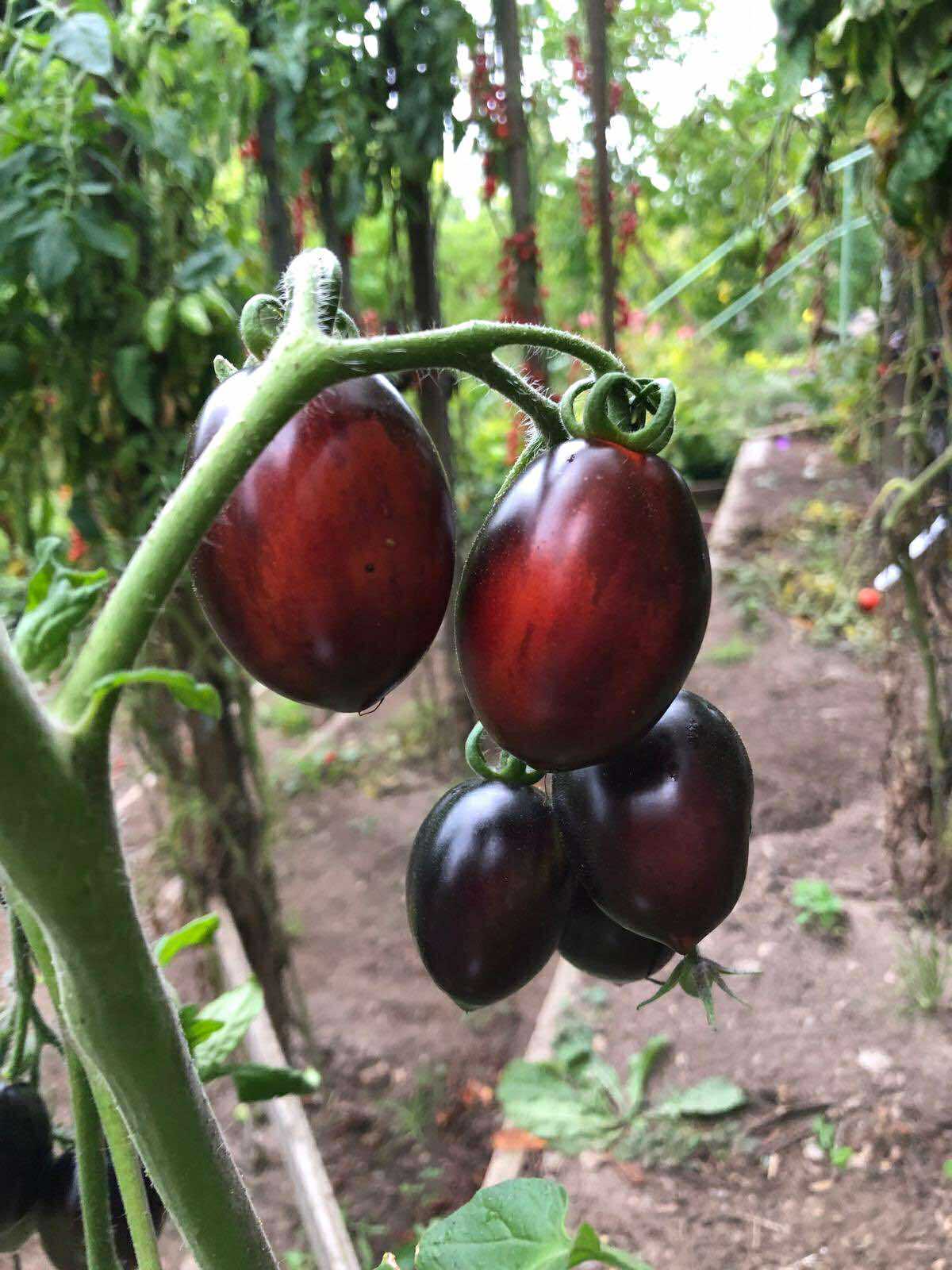 Tomatmannens Tomat Midnight Roma, 5 frö Nyhet 2026! - 3