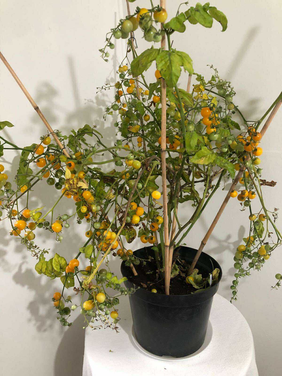 Tomatmannens Tomat Gold Pearl, 5 frö Nyhet 2026!