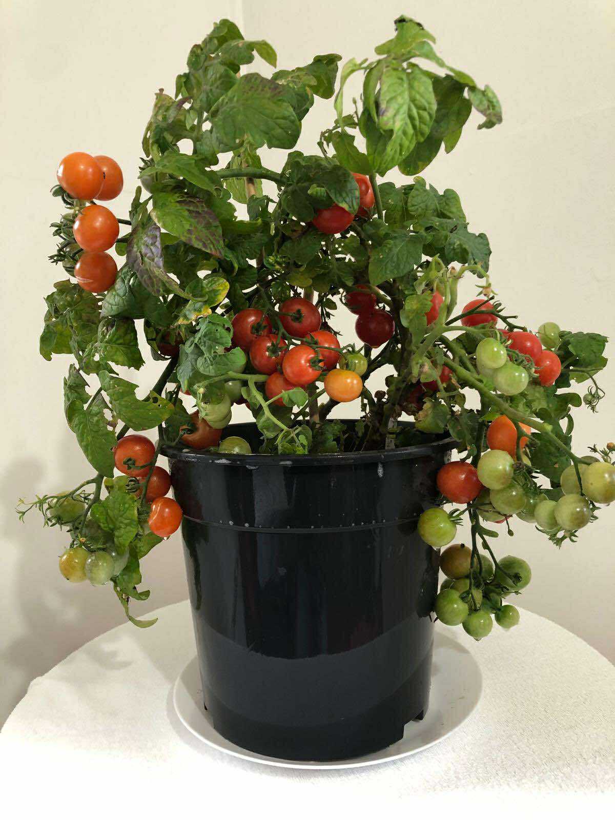 Tomatmannens Tomat Pummelfee,busktomat 5 frö Nyhet 2026!