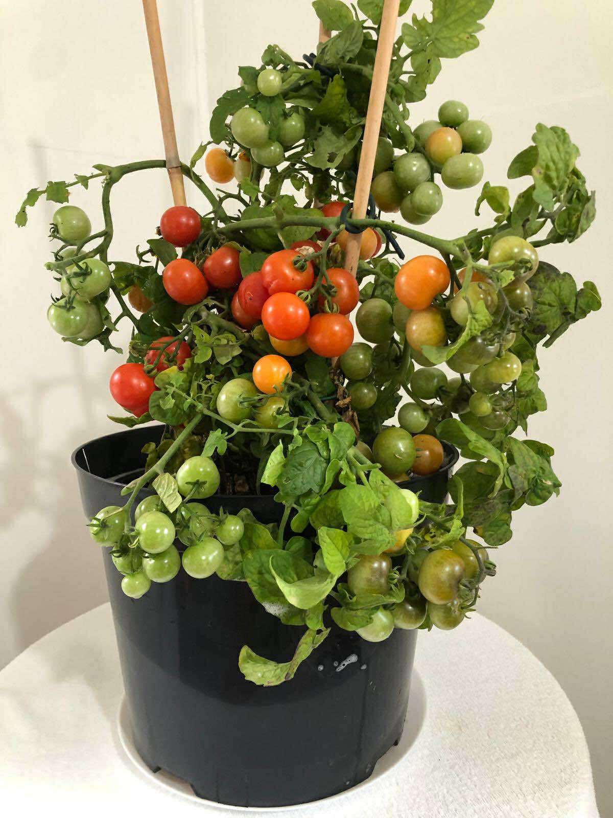 Tomatmannens Tomat House,busktomat 5 frö  Snart slut för säsong