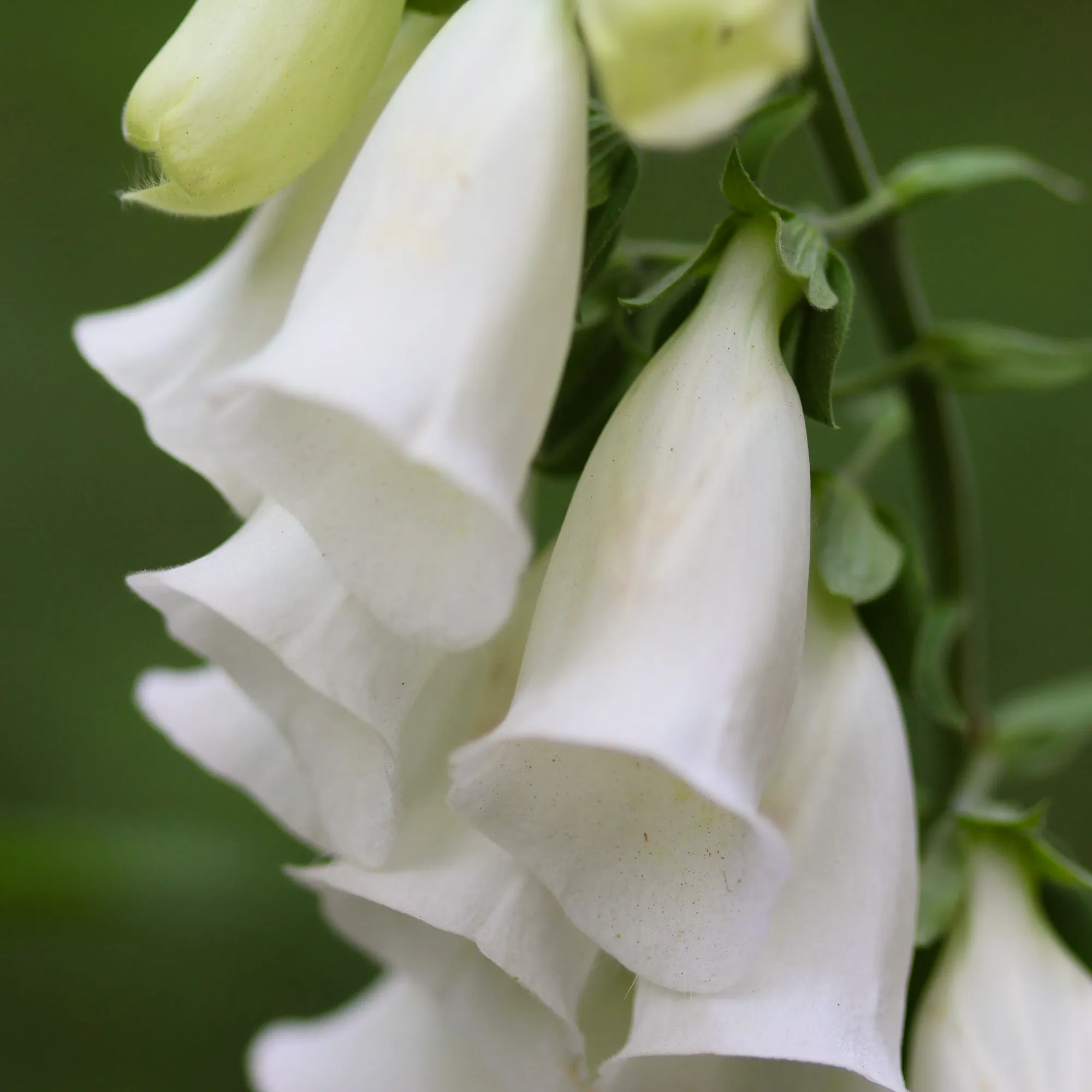 Fingerborgsblomma 'Snow Thimble'
