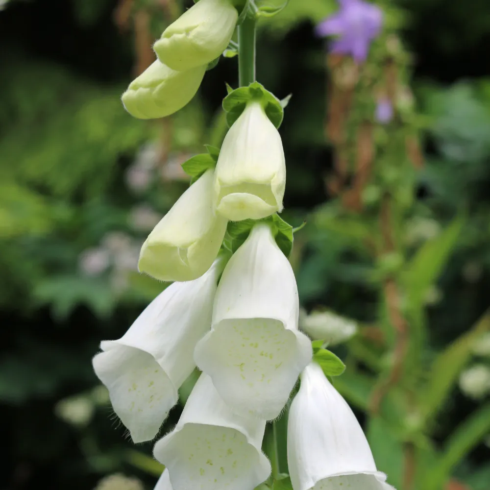 Fingerborgsblomma 'Snow Thimble'