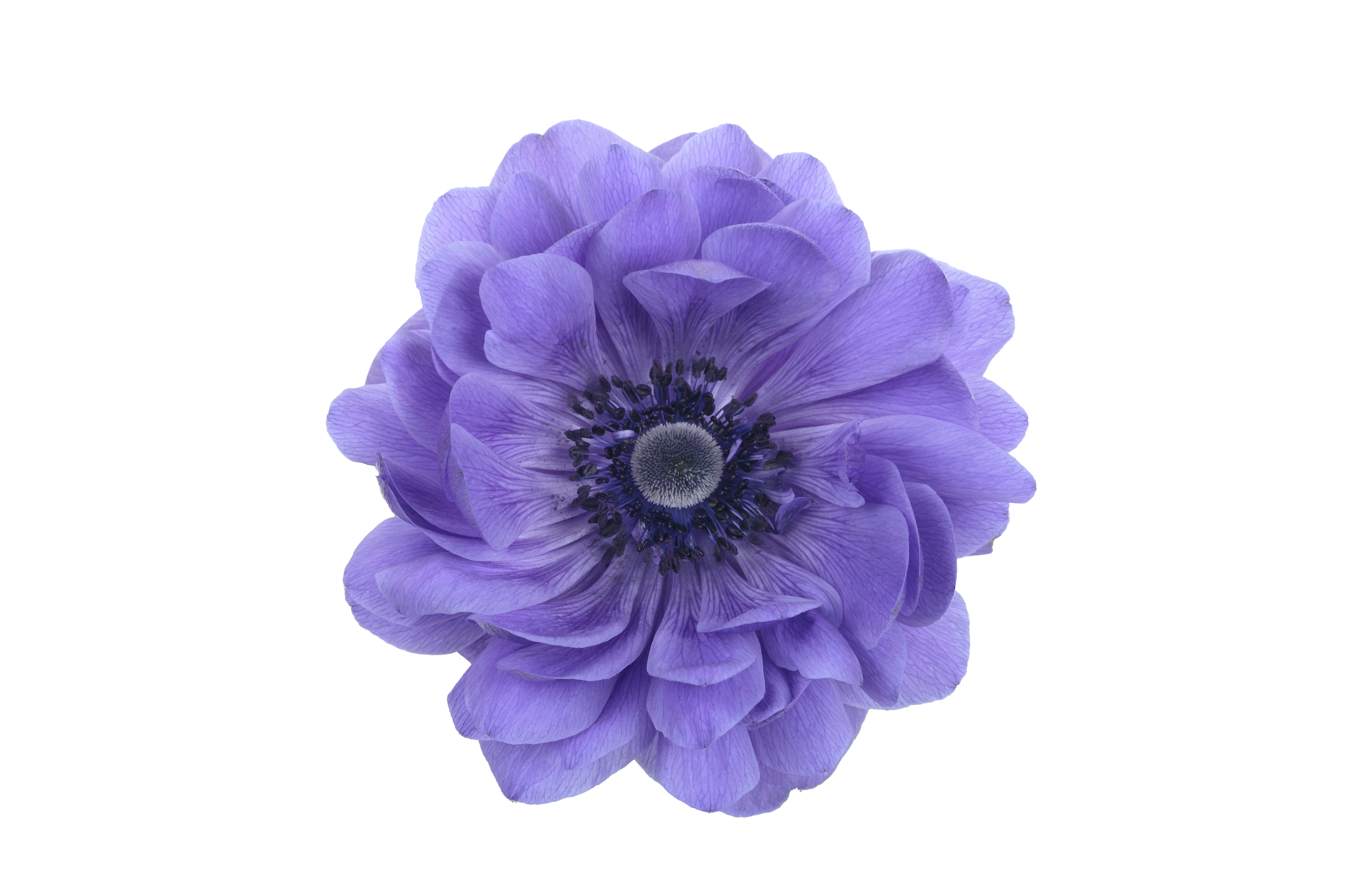 Anemone  F1 Double Harmony Blue 5 frö - 2