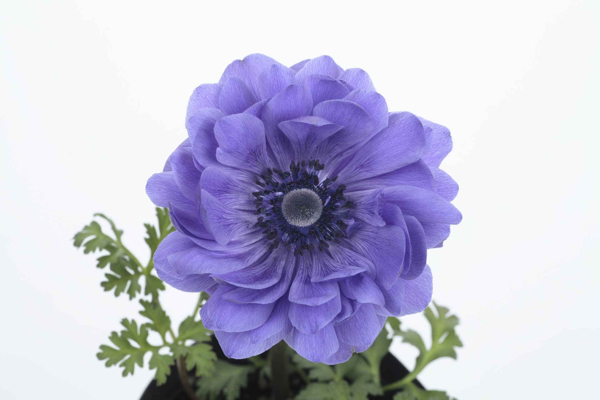 Anemone  F1 Double Harmony Blue 5 frö