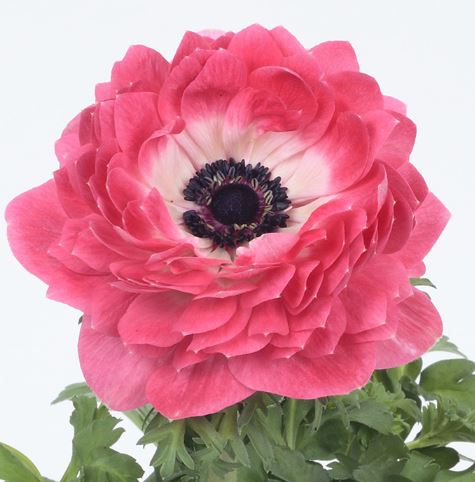 Anemone Double Harmony Pink