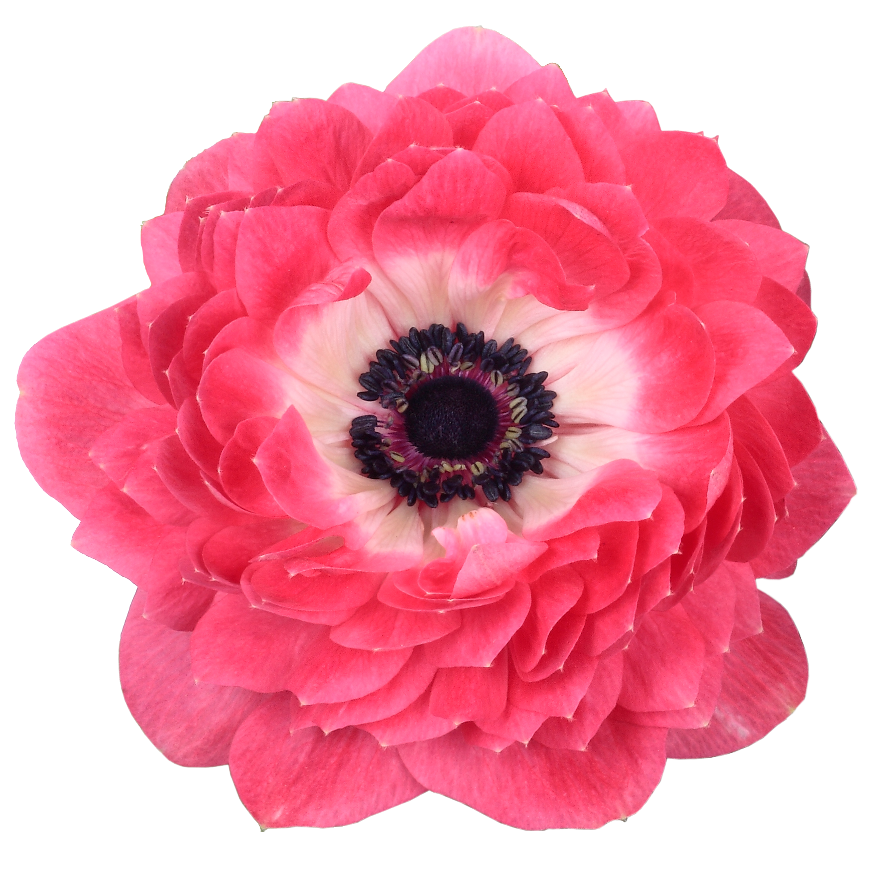 Anemone Double Harmony Pink - 2
