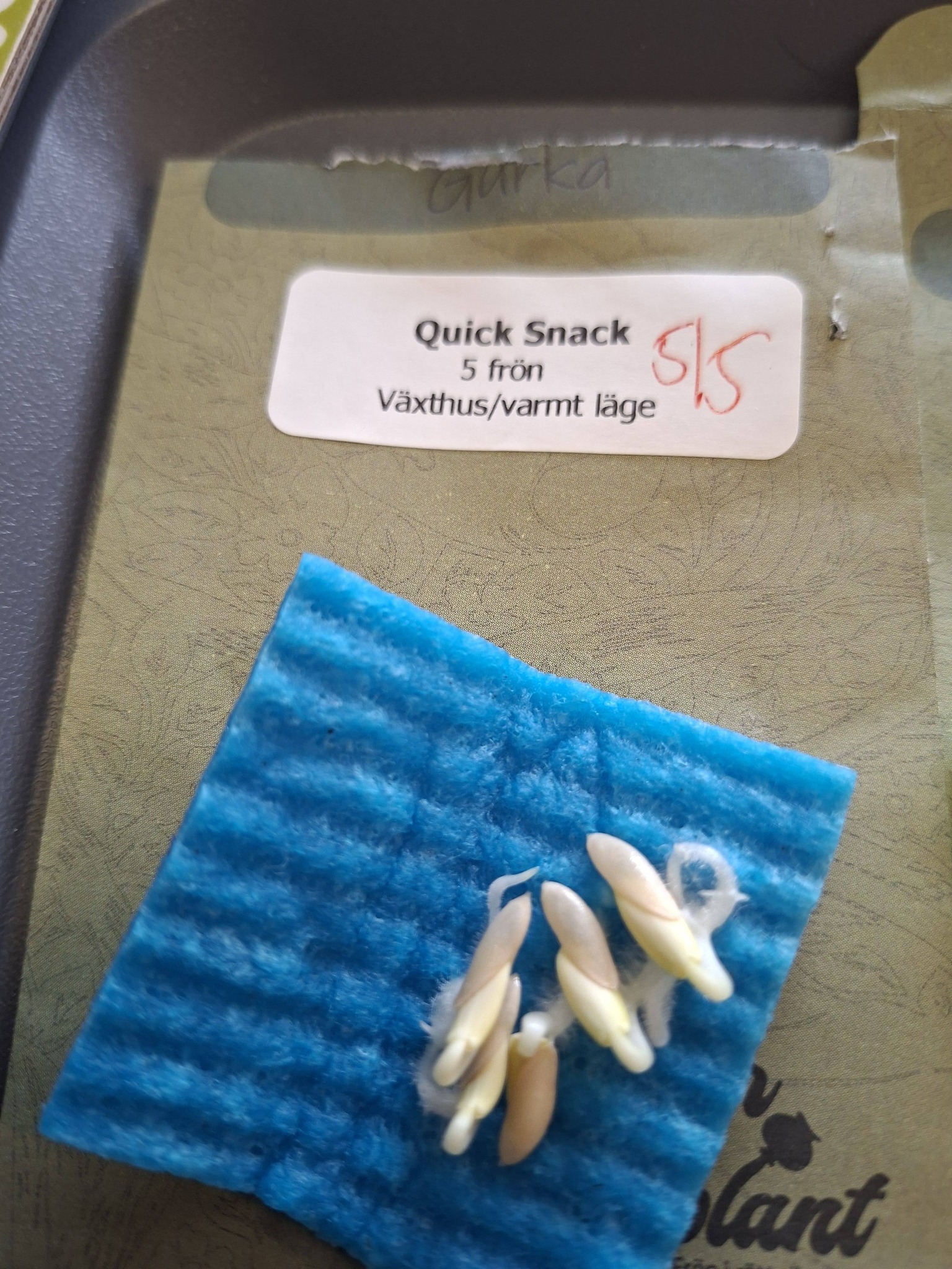 Gurka F1  Quick Snack 5 frö - 5