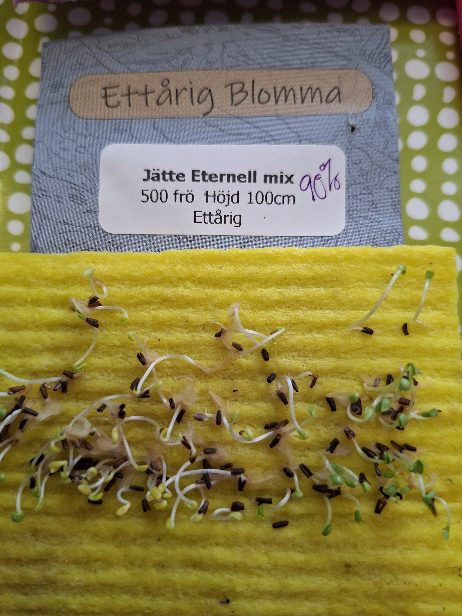 Sävar fröplant - Jätte eternell Mix 500 frö