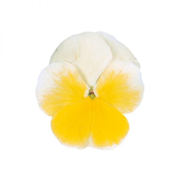 Pense Grandissimo Lemon Splash 8 frö