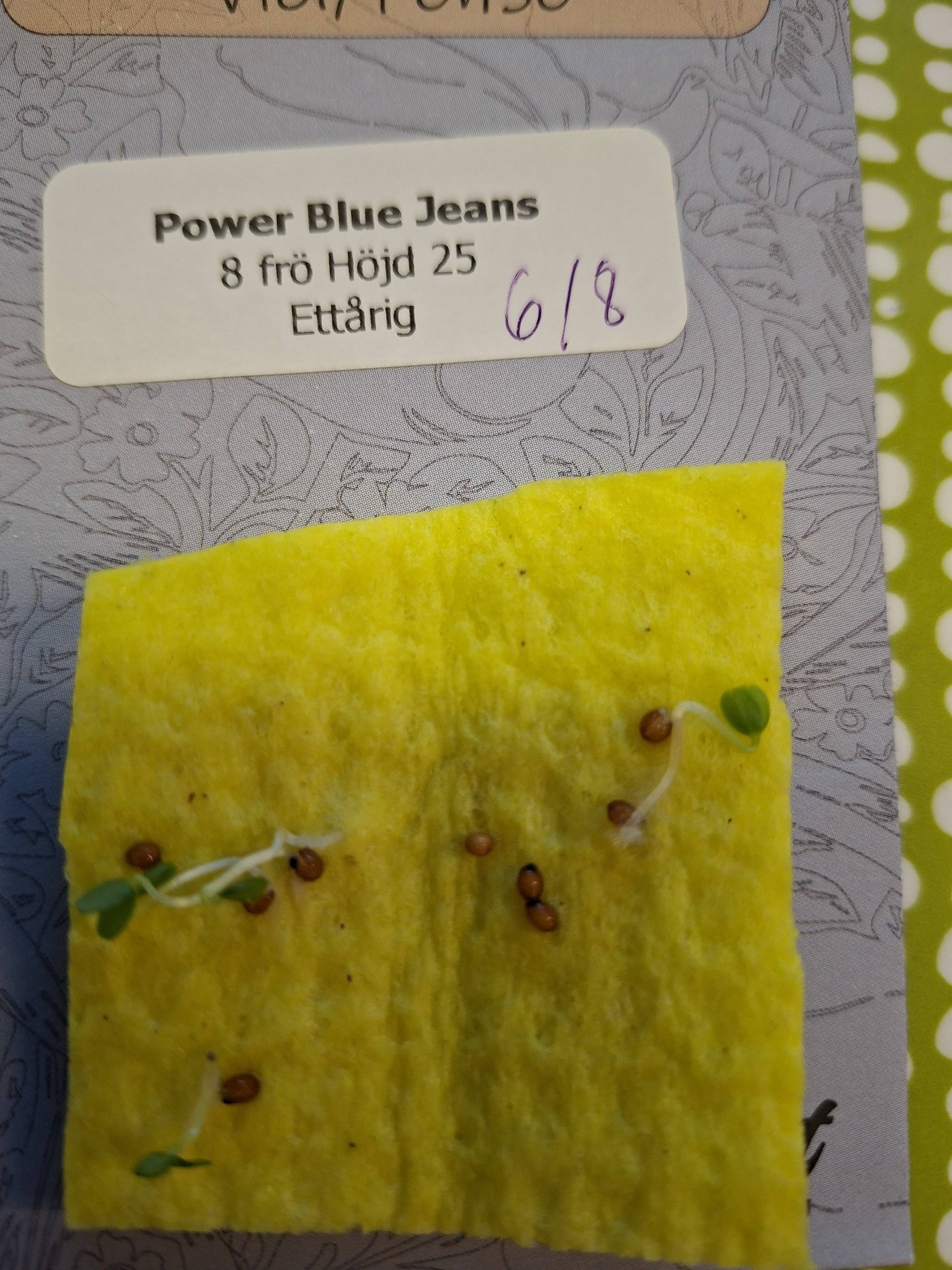 Pense Power Blue Jeans 8 frö - 2