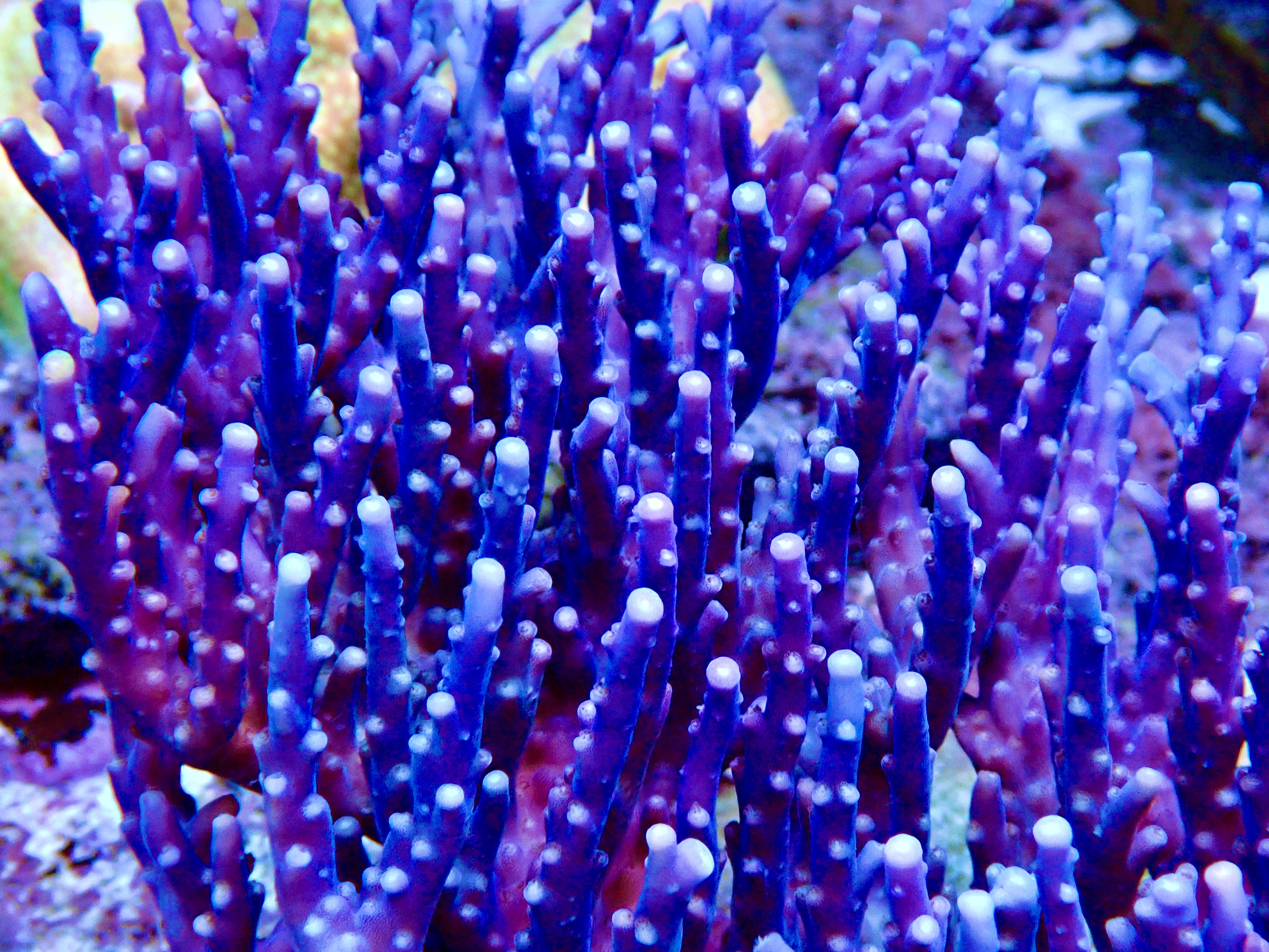 Acropora spp. OOL Royal Midnigth