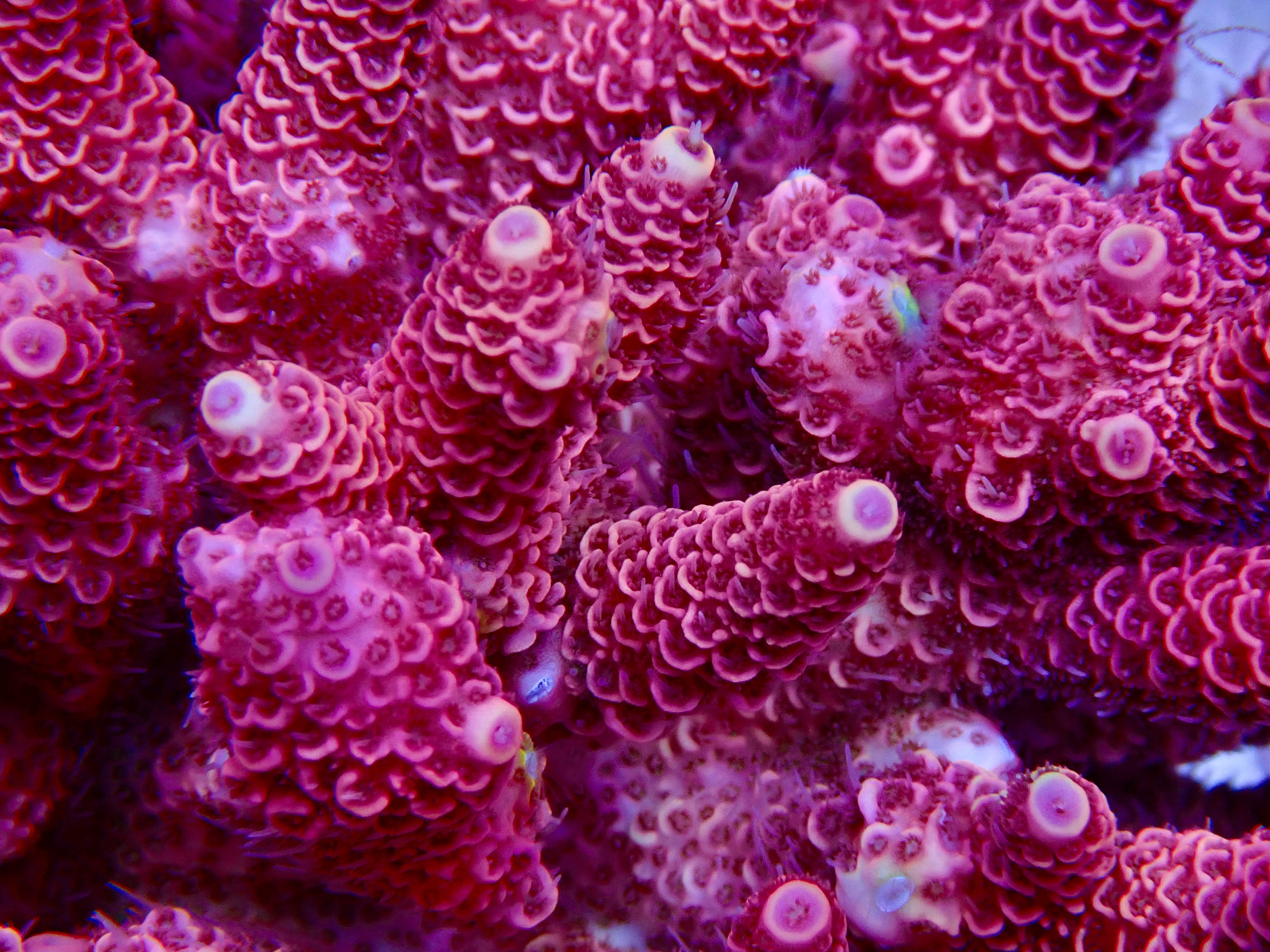 Acropora Millepora OOL Cherry Ghost