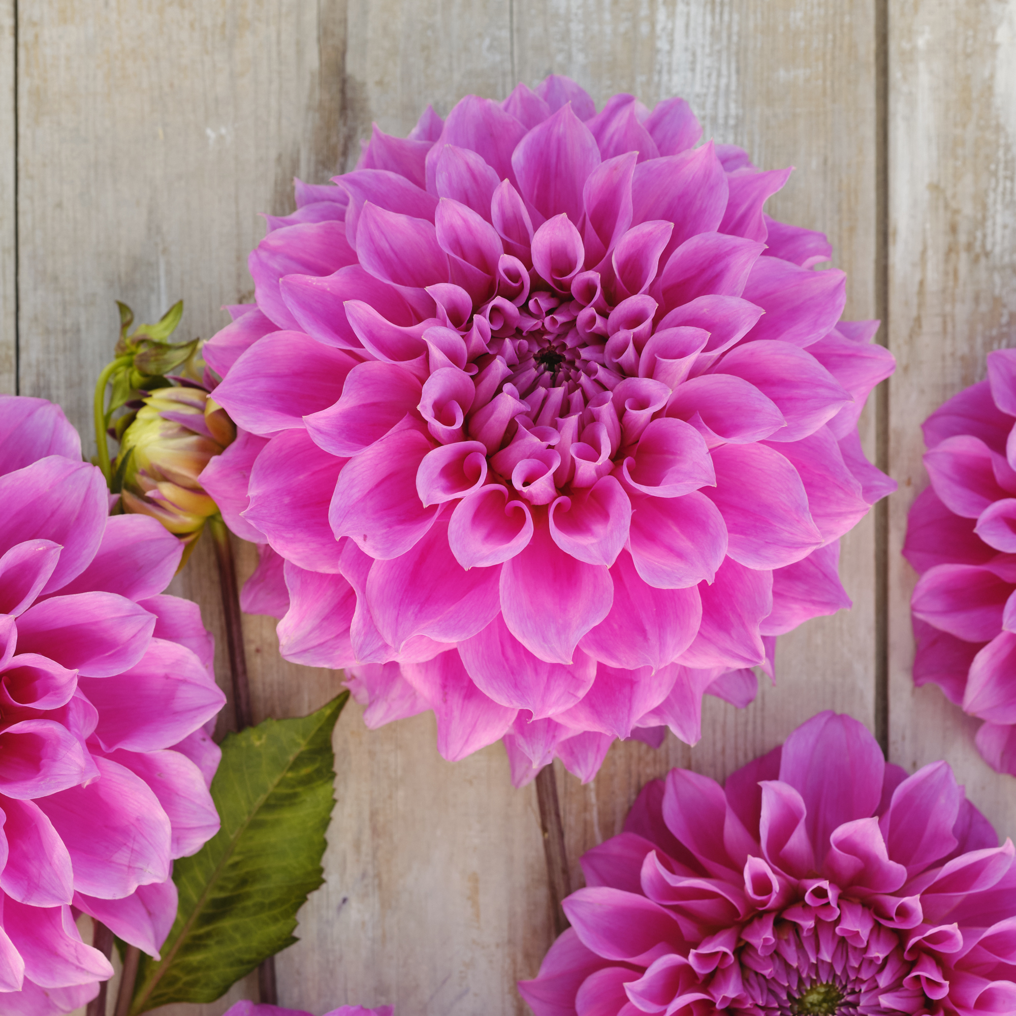 Dahlia mamma Elma  Elisabeth 5 frö