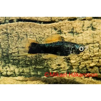 Svärdbärare Svart (Xiphophorus hellerii)