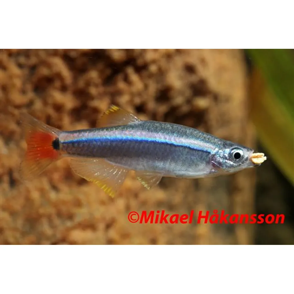 Kardinalfisk (Tanichthys albonubes)